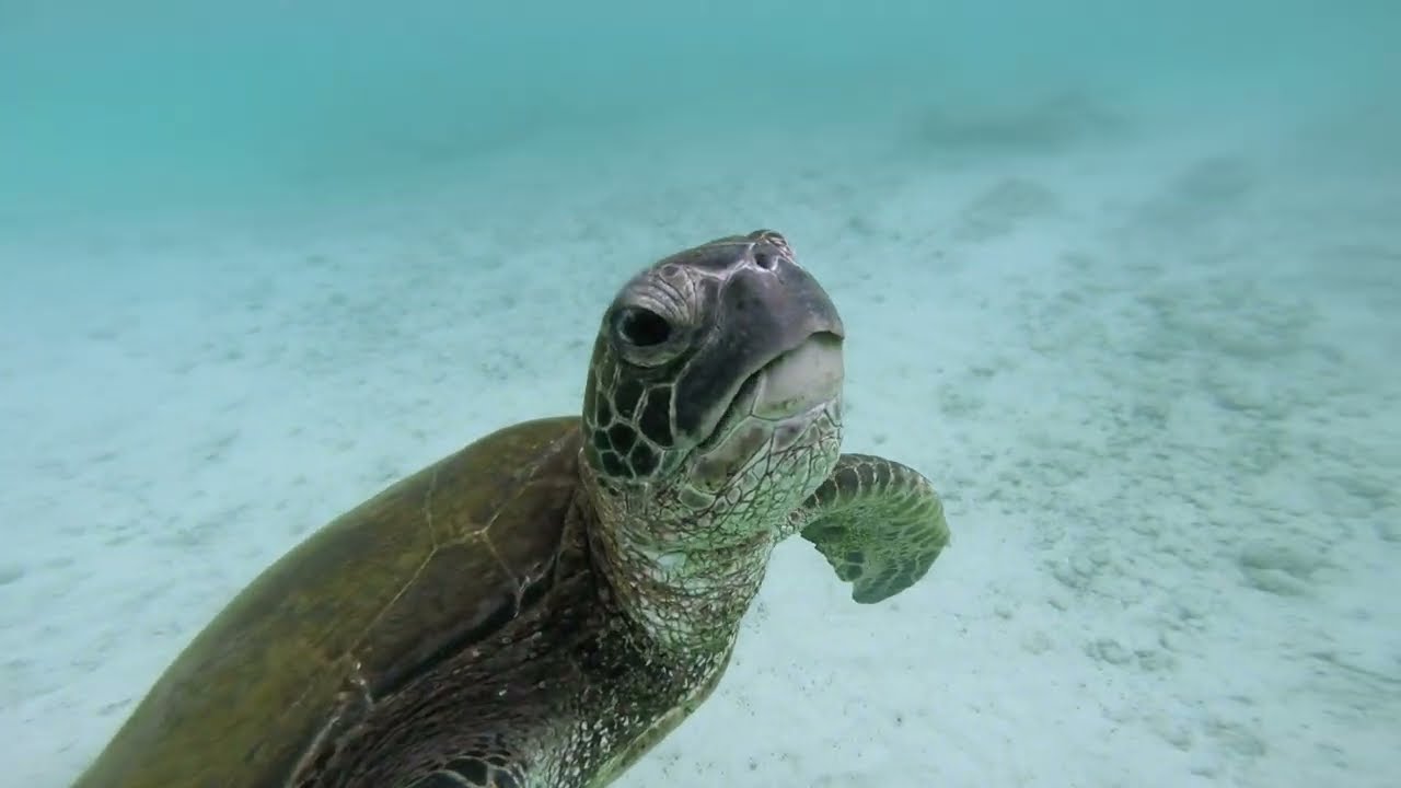 Snorkelling with Sea Turtles at Carlsmith Beach Park, Hilo