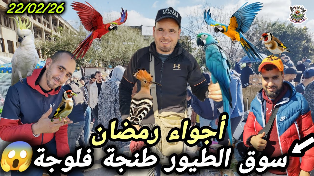 عالم الطيور أرخص من ثمن العلف صفقات طيور في رمضان الكناري والحسون الكوبيل روز والفيشر 💰🎯