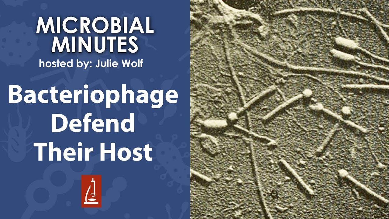 How do bacteriophage protect their bacterial host? - Microbial Minutes