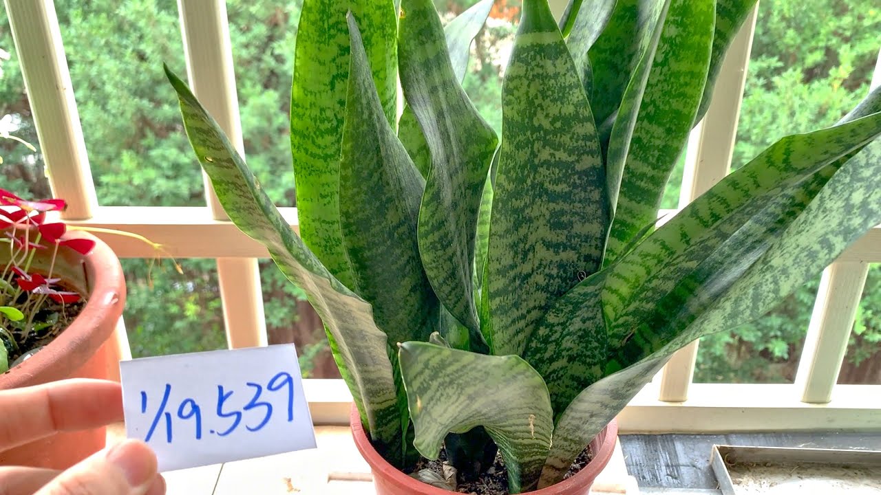 (植栽539) 1月19日(一)虎尾蘭底部又出新新的嫩芽從土裡萌發出來了！