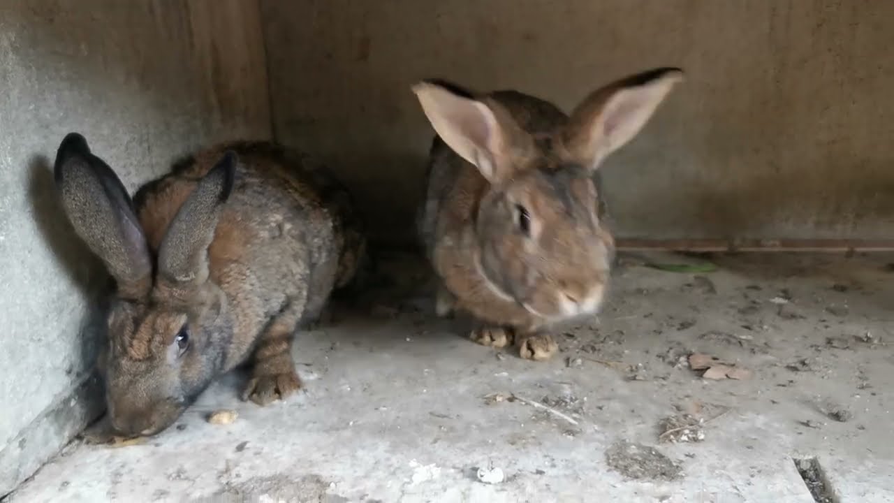 Accouplement des lapins fermiers 🐇🐇🐇 #lapin#autonomie#resilience#lapine#