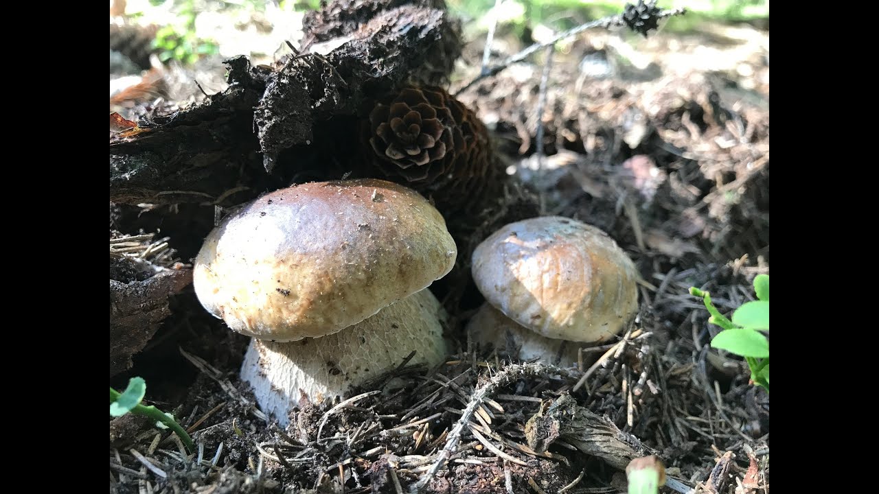 Грибы Бореты, Бореты, Один лес — разные места Сбор грибов 26.09.2025