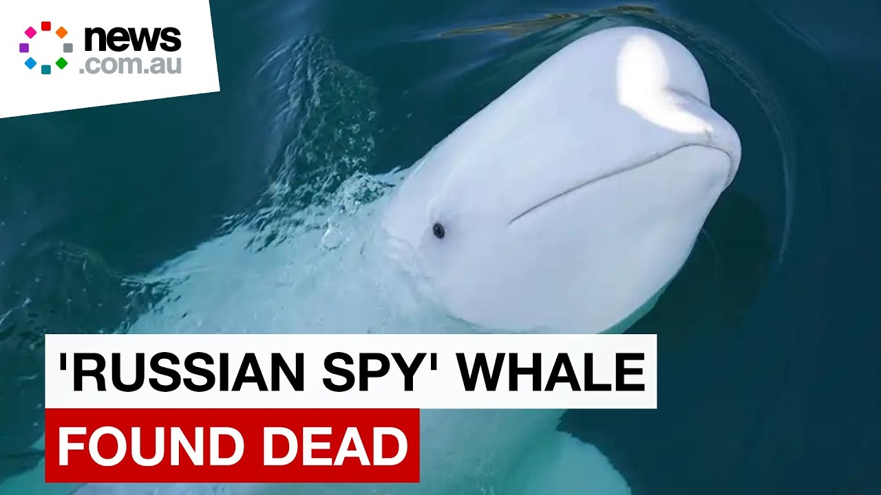 'Russian spy' whale was not killed by humans, say Norway police