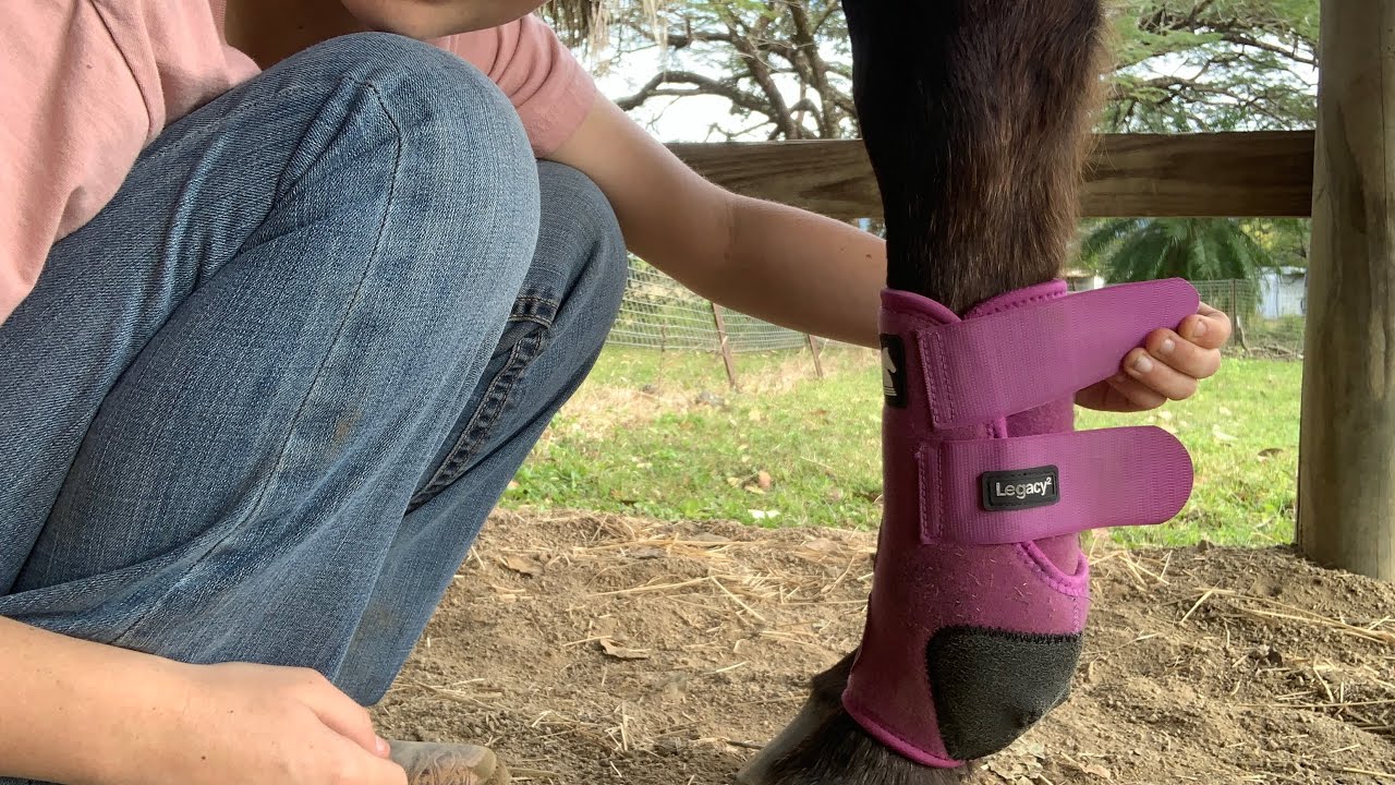 How to Put Splint Boots on Your Horse&rsquo;s Legs - Classic Equine Legacy 2