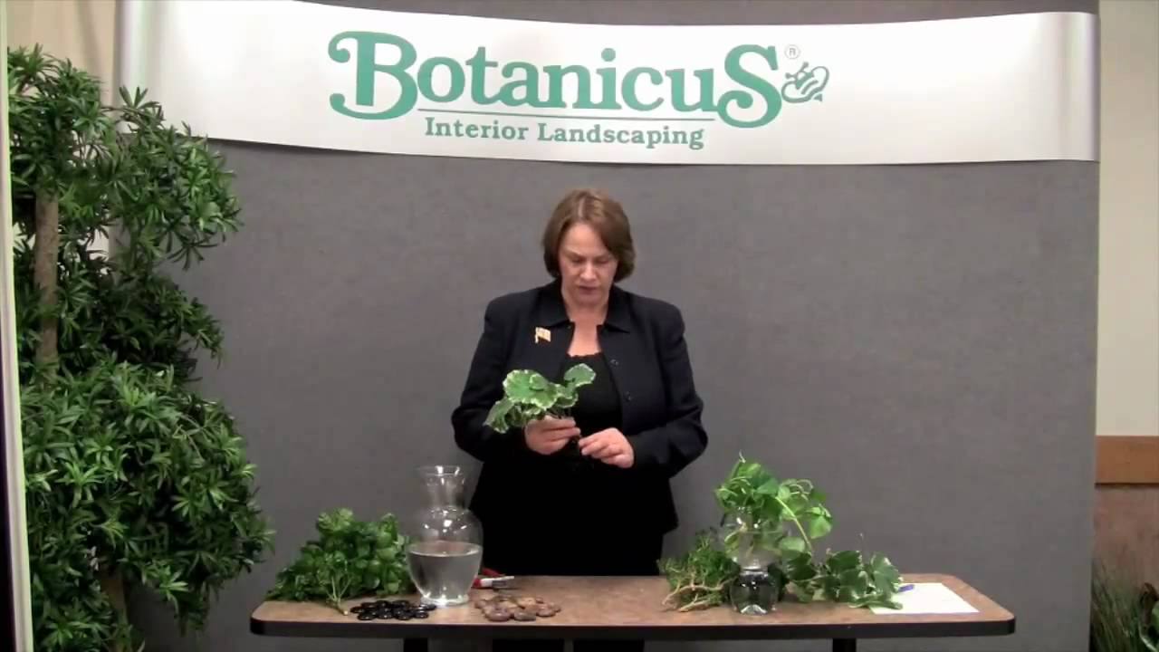Prune this: How to root indoor tropical plants in water