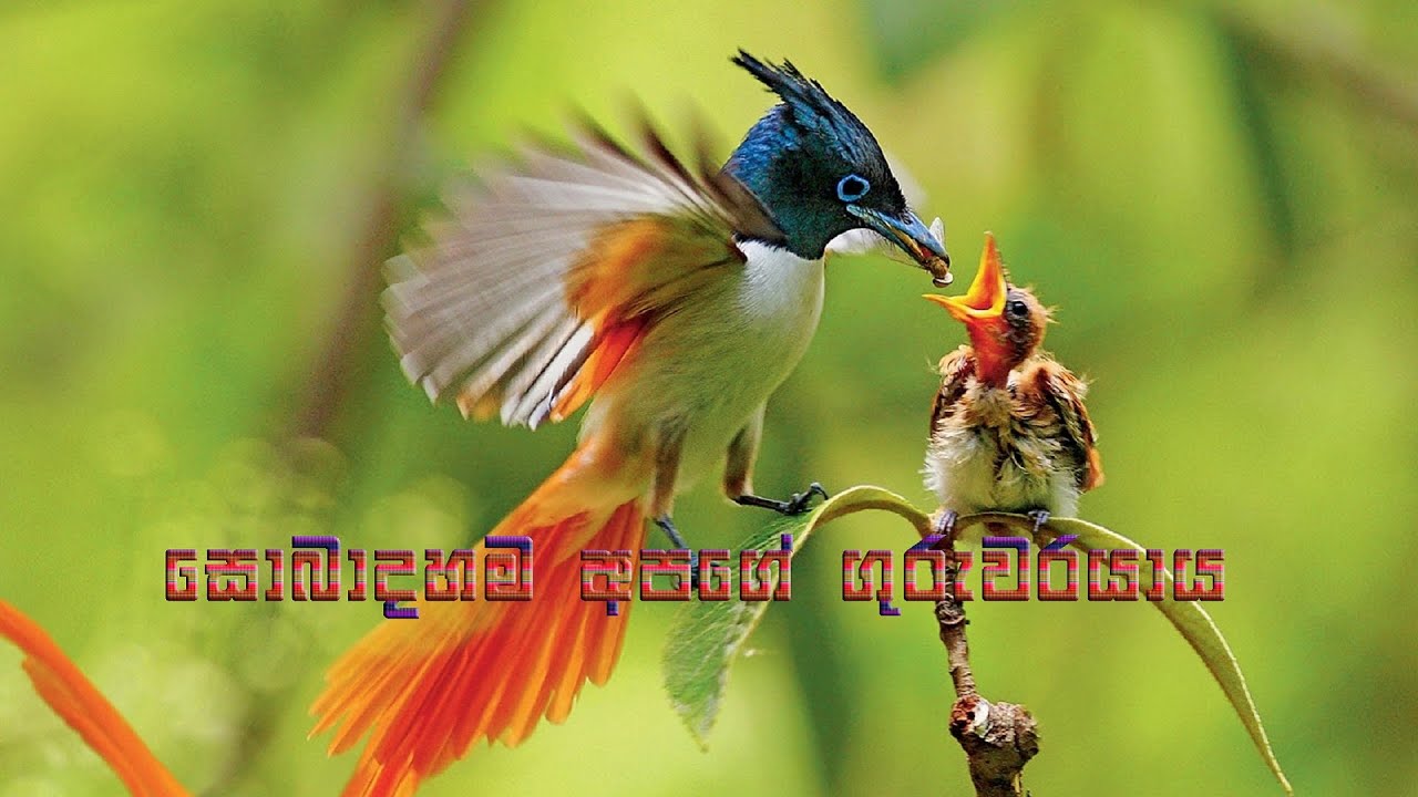 අයෙක් Download කරගන්න එනවා අයෙක් Install කරගන්න එනවා | ගුරුගොඩැල්ලේ ධම්ම සිද්ධි හිමි | @dhammasiddhi