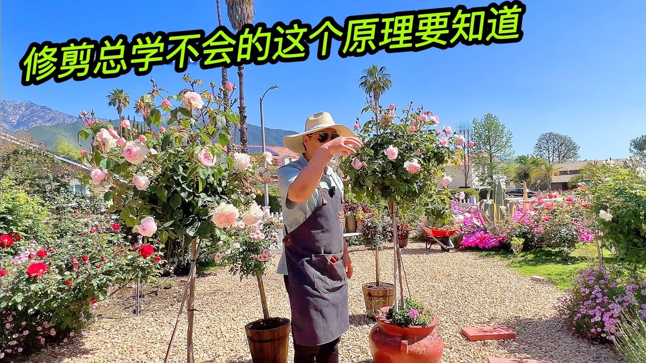 园艺篇377 这个原理搞明白，花后修剪的精髓就知道了！