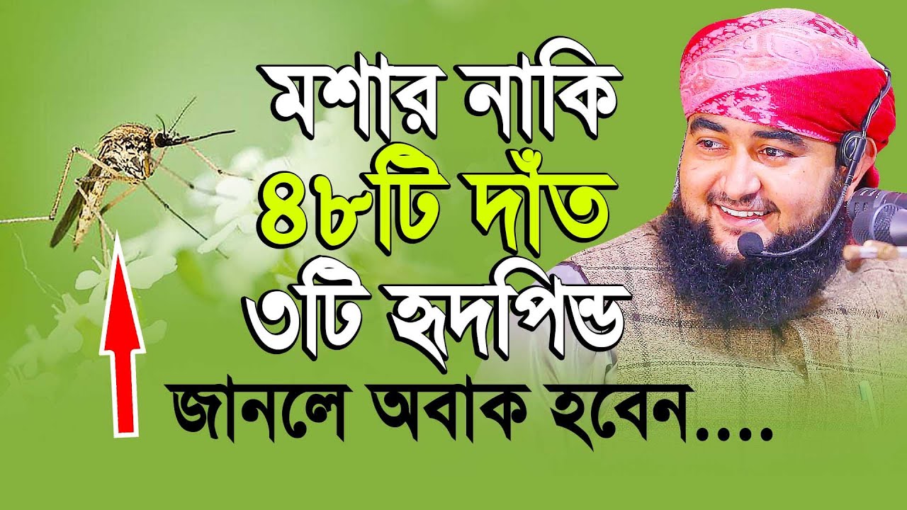 জানেন কি একটা মশার ৪৮টি দাঁত, ৩ টি হৃদপিন্ড  কুরআনে বর্নিত ছোট্ট মশার যা দেখে বিজ্ঞানীরা পেরেশান...