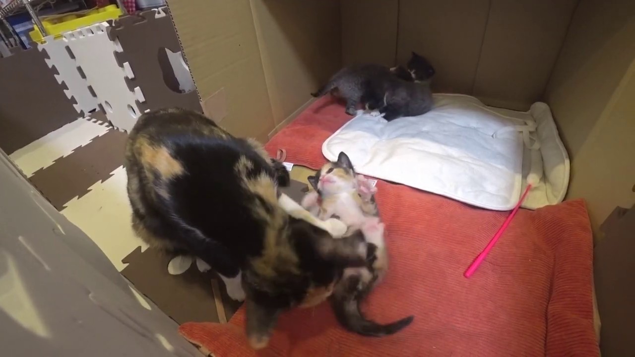 まだ自分でトイレ出来ない子猫の排泄を手伝う猫