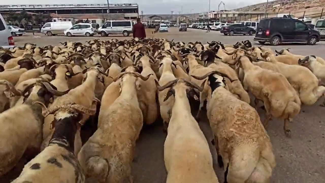 VAN🐑BEYAZI 🐑BESİ TOKLU 🐑 MUTLU SONU MÜŞTERİMİZİN MALI SATTIK HAYIRLI OLSUN KURBANLIĞIN TEK ADRESİ