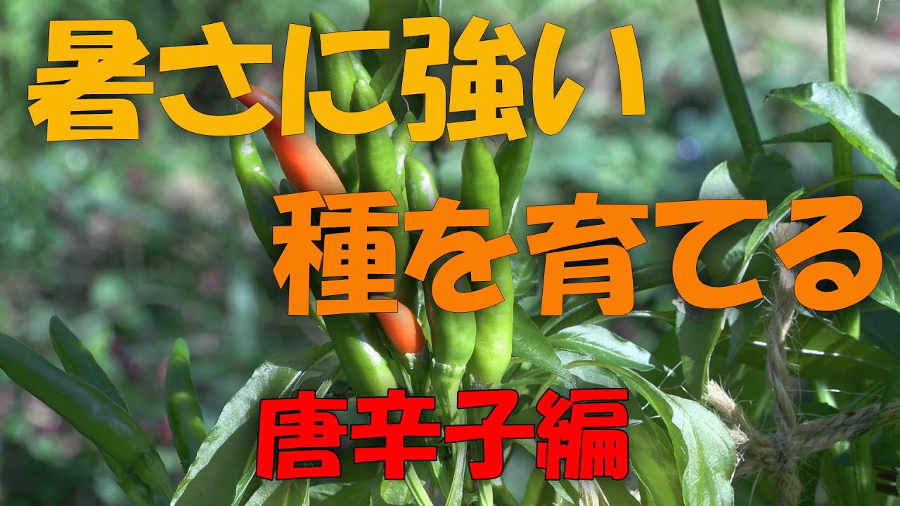 【自家採種】暑さに強い種を育てる　トウガラシ編　【4K】