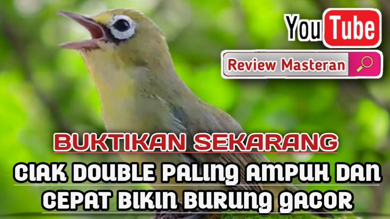 BUKTIKAN SEKARANG CIAK CIAK DOUBLE PALING AMPUH DAN CEPAT BIKIN BURUNG GACOR ‼️ CIAK CIAK BETINA