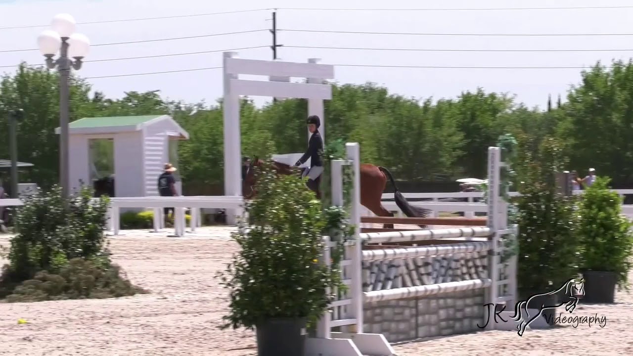 Cayenne Lg Junior Hunter 3'6