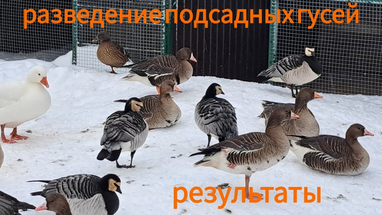 Разведение подсадных гусей. Результаты прошедшего сезона.