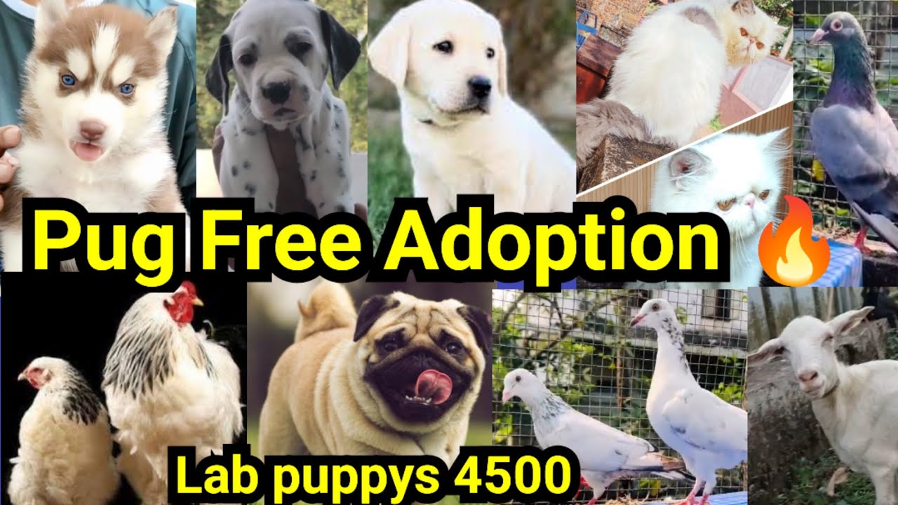 Free Adoption Pug🔥Lab puppy ₹4500❤Cat❤Husky🔥പറവ🕊️Dalmatian🥰ആട്|Pets sale low price Kerala malayalam 