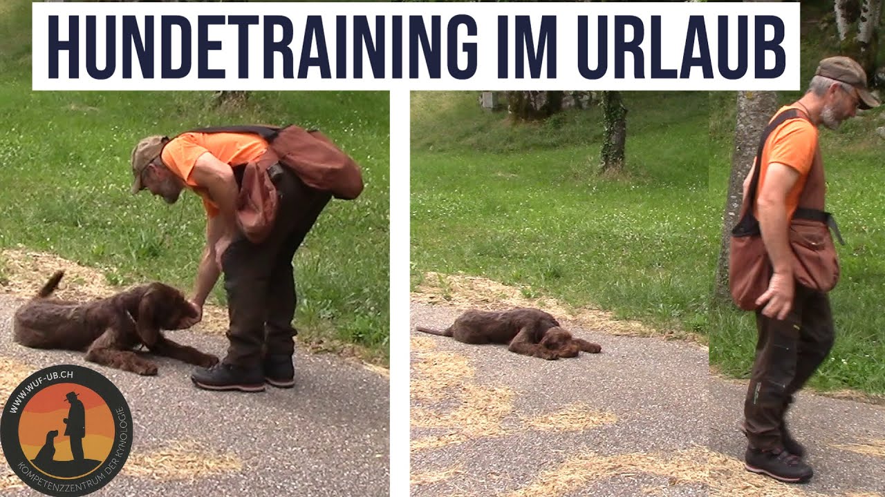 Fuss, Sitz, Platz, Apport und Spiel mit dem Hund motiviert aufgebaut. | Hundeschule U.B.