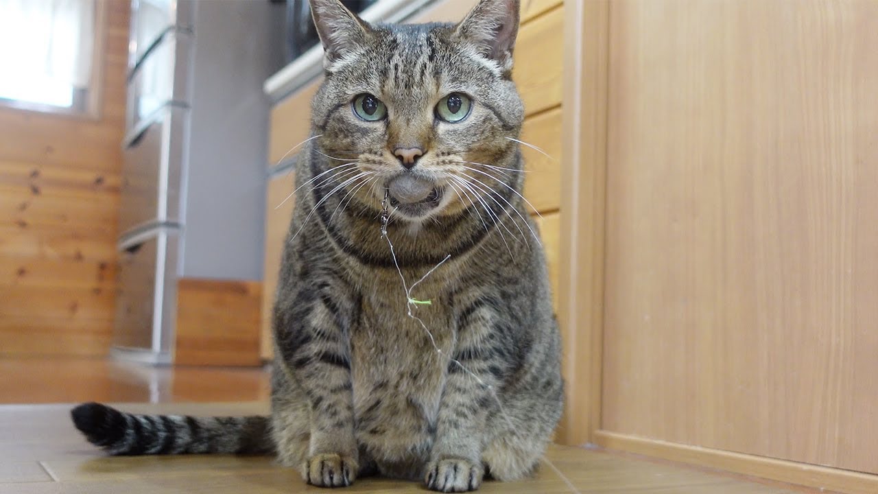 まる毛ボールを放したくないはな。-Hana doesn't want to let go of Maru's fur ball in her mouth.-