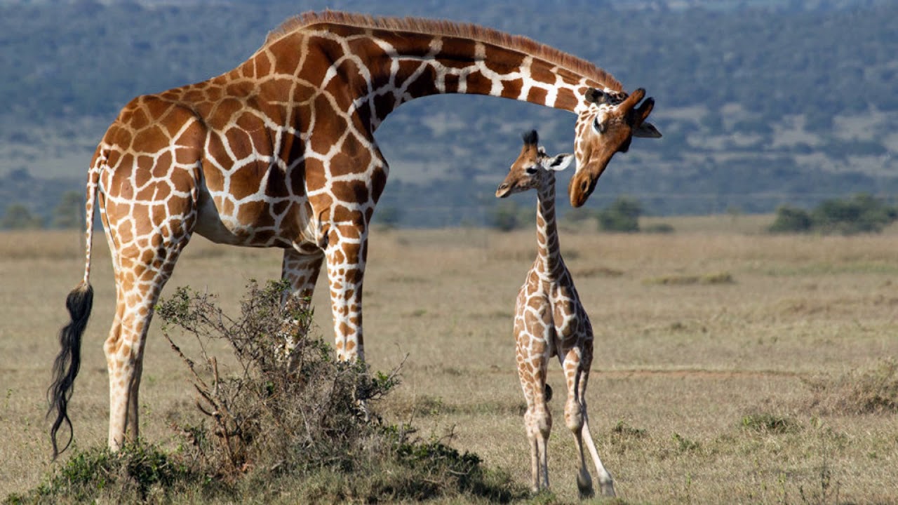 ISE I  Giraffes. Listening TRINITY B1, task 1.