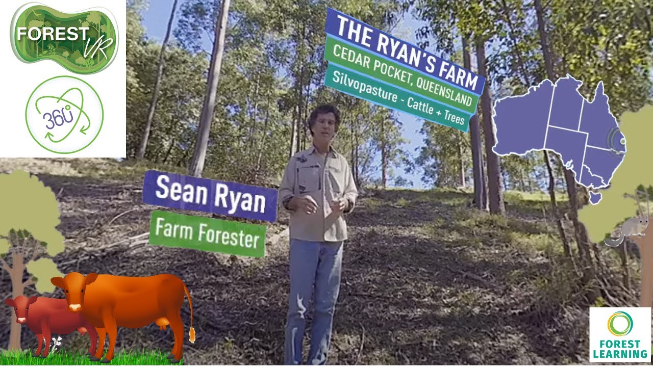 ForestVR – Agroforestry: The Ryan Farm – Silvopasture  |  QLD