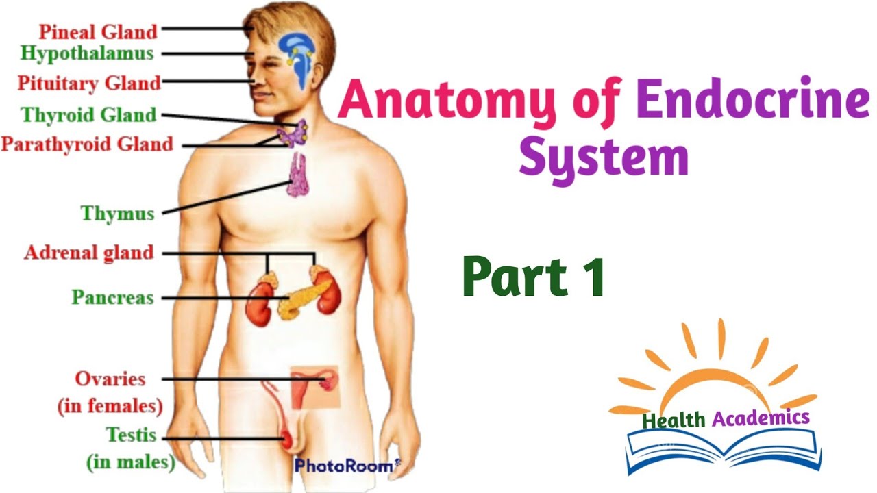 Anatomy of Endocrine System, Part 1, Interesting Video Lecture with Amharic Speech