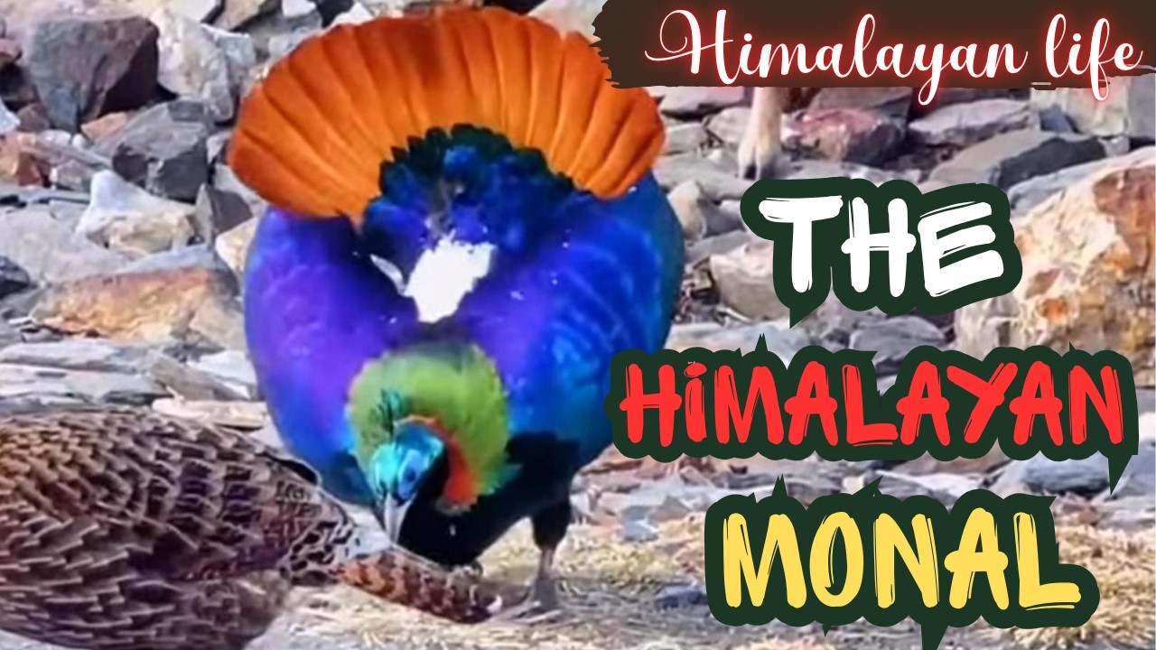 Himalayan life: The Himalayan Monal 🫶🤍❤️❤️❤️| Avian Survival Saga: Full Movie