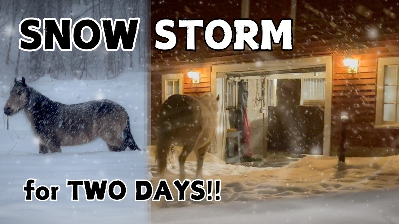 The Horses are SWIMMING IN SNOW in Vermont!