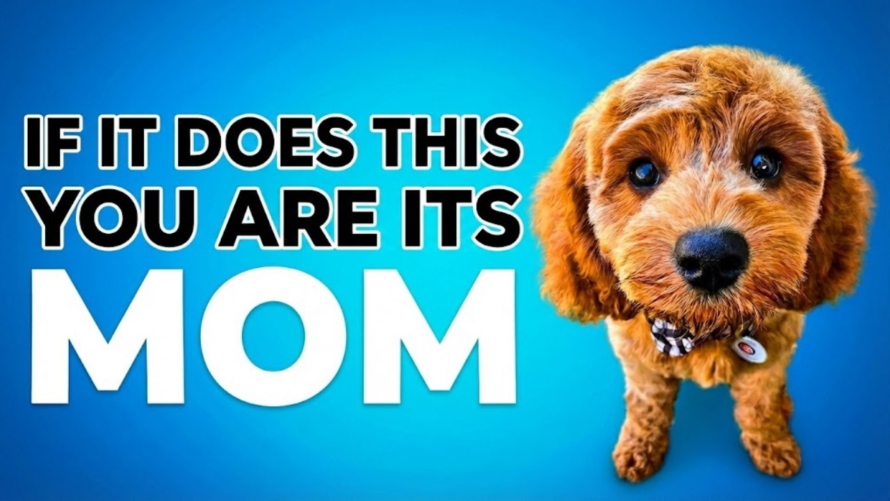10 Signs Your Dog Sees You as Their MOTHER (How to Tell)