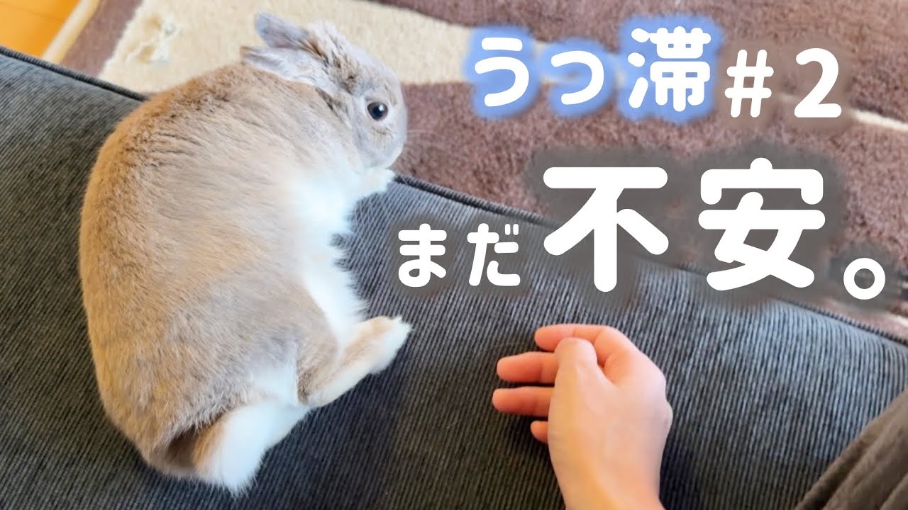 【うさぎのうっ滞｜回復の兆し】闘病のリアル。薬と食事の試行錯誤でやっと見せた「安心サイン」に涙。