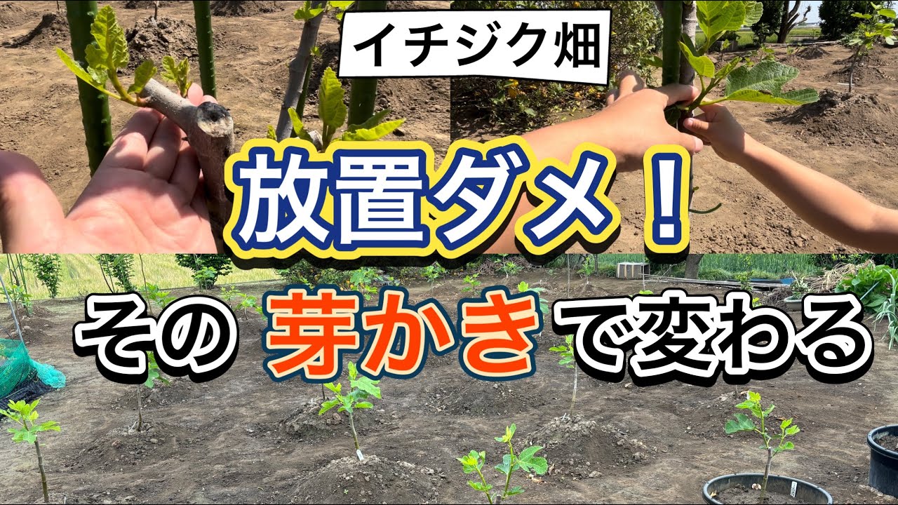 【イチジク沼】放置栽培は危険！？簡単だけど大切な芽かき作業を解説。その年の成長と収穫量が変わる！畑のイチジクの様子も共有します。