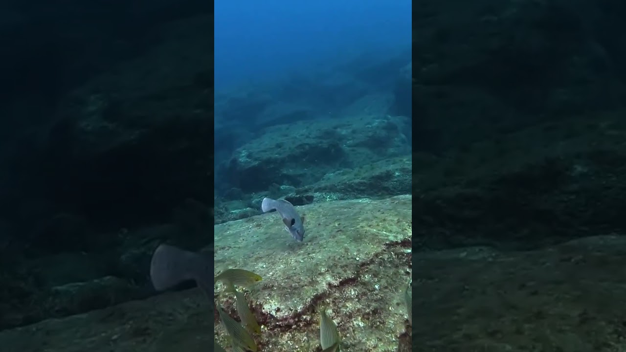 Dives around island of Pico, Azores