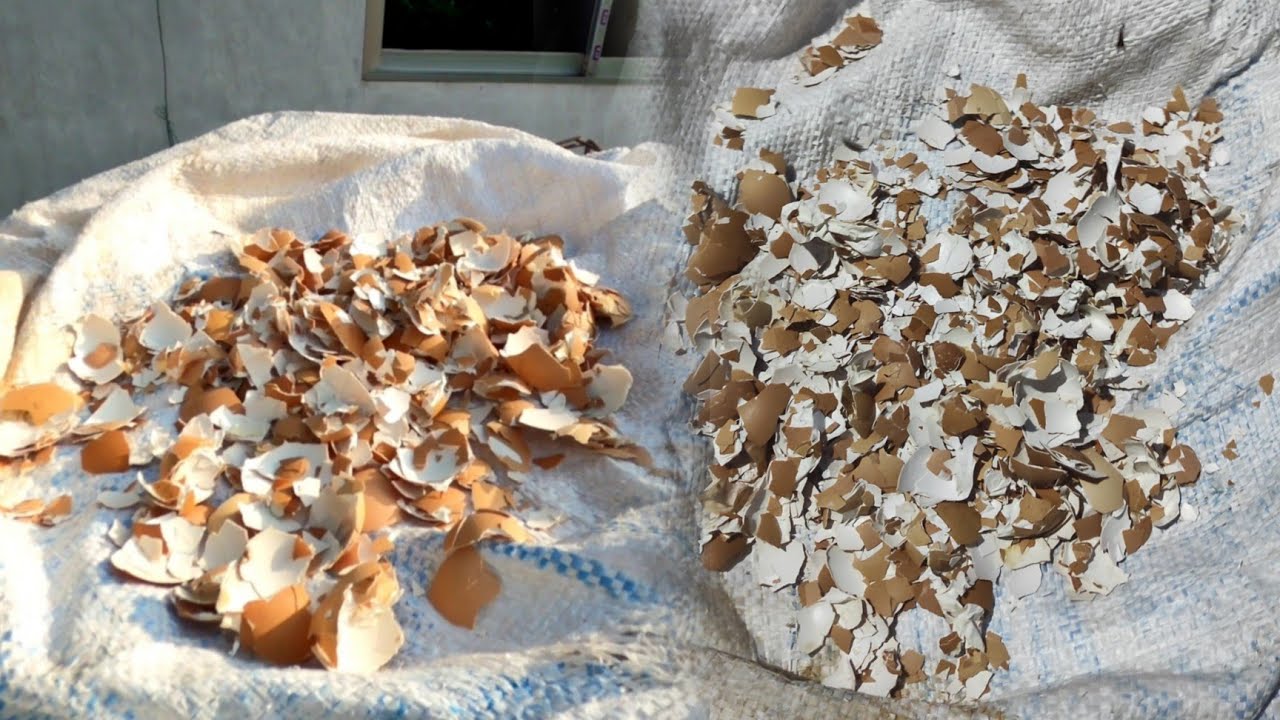 কবুতরের খাবারের জন্য ডিমের খোসা বানানোর উপায়