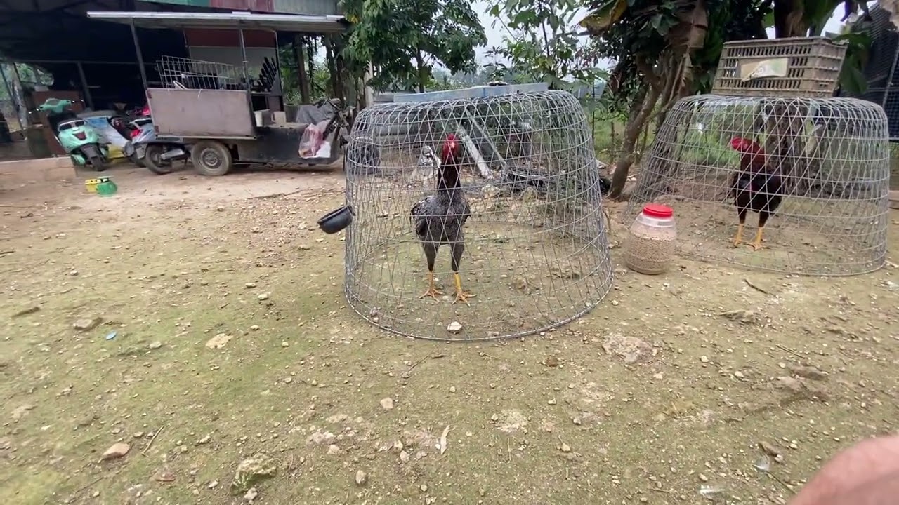 Video 2 mùa gà mới . Hướng dẫn cơ bản bắt bóng gà để chơi