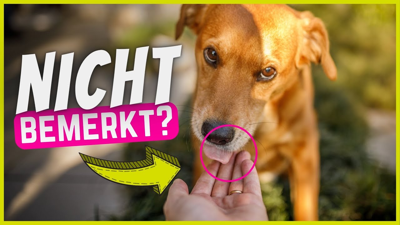12 Dinge die dein Hund für dich tut (und du merkst es nicht)