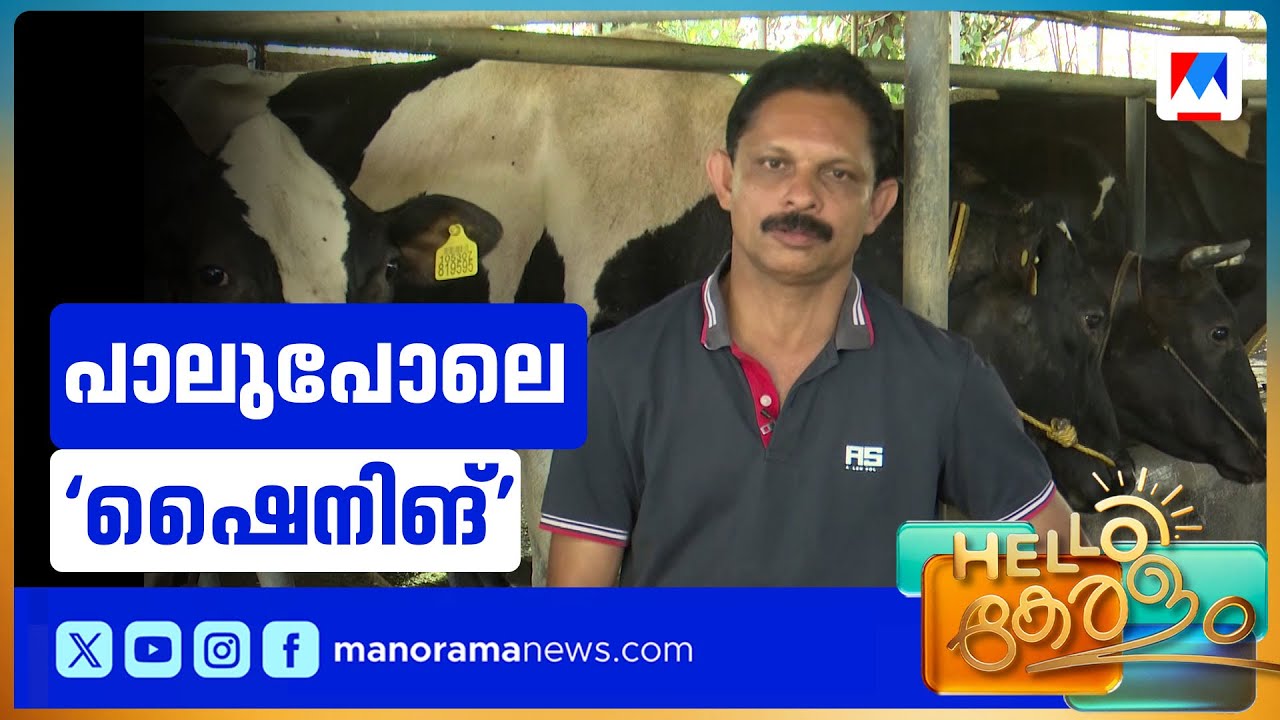300 പശുക്കൾ, 3800 ലിറ്റർ പാൽ; വിജയഗാഥയുമായി ക്ഷീരകർഷകൻ | Dairy Farmer
