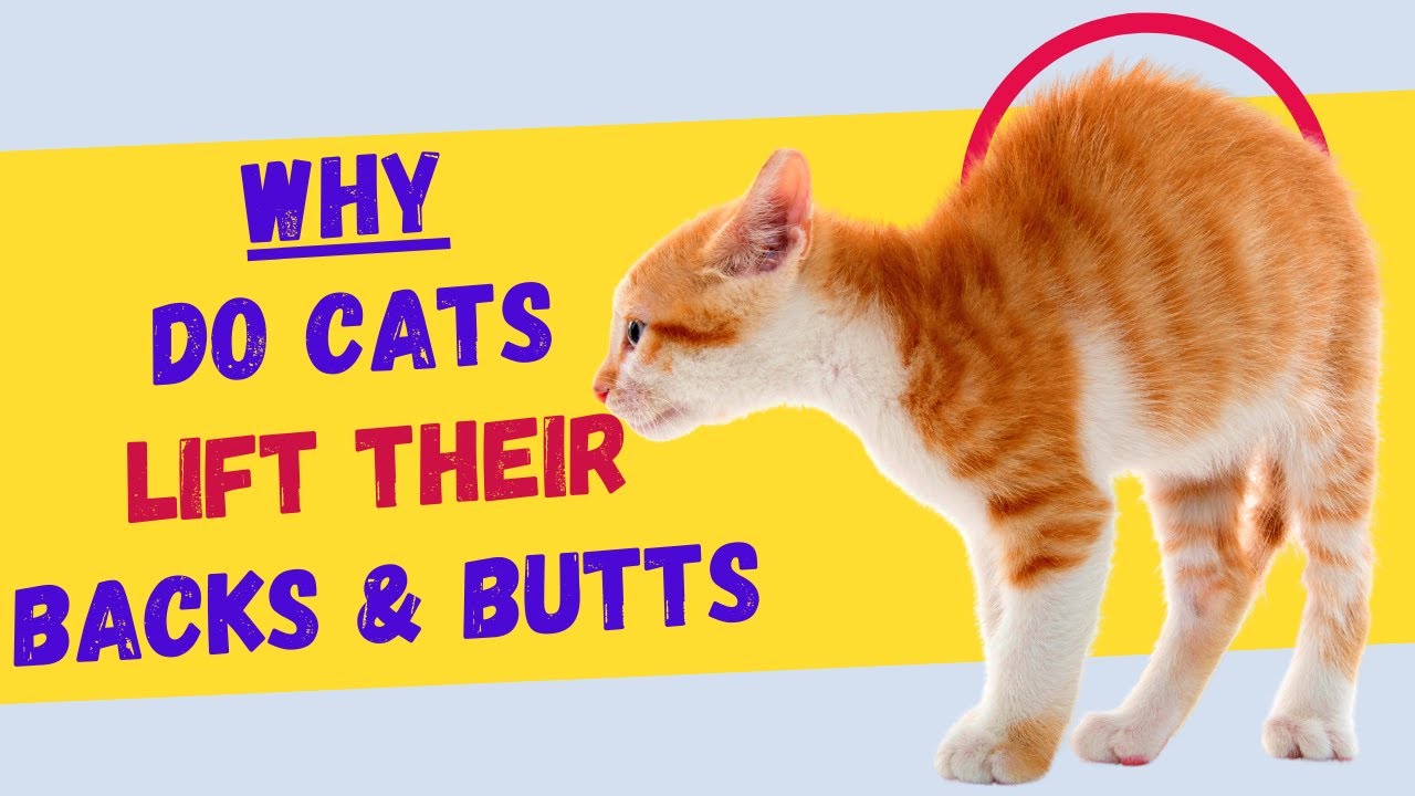Why Do Cats Lift Their Backs & Butts When You Pet Them?