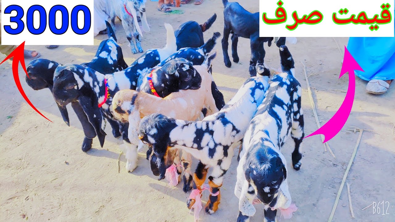 VIP pure nachi bacche ablak beetle print total ke lat for sale at Muhammad Irfan Goat Farm