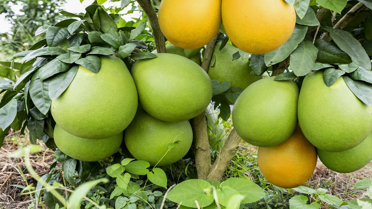 50 Buah Buahan TERBESAR di Dunia &ndash; PART 2