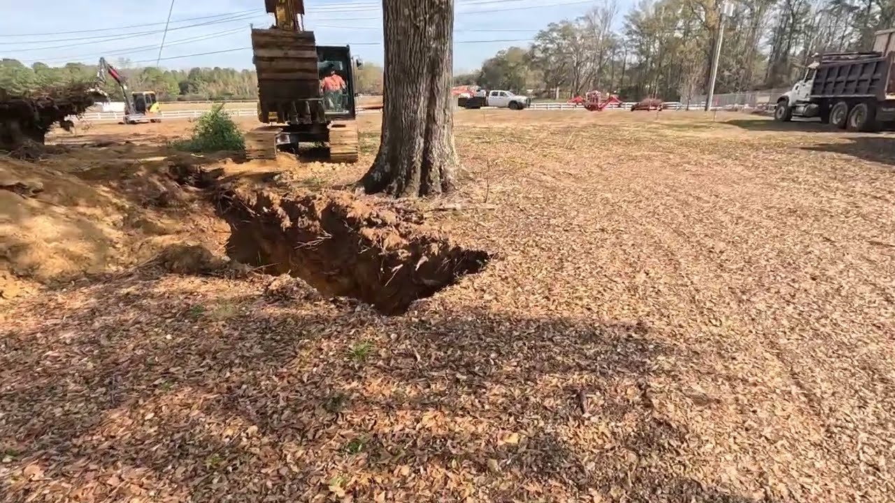 One more big oak coming down