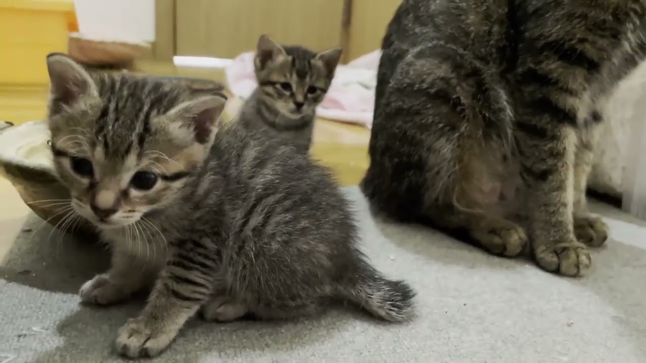 Kittens' first stroll