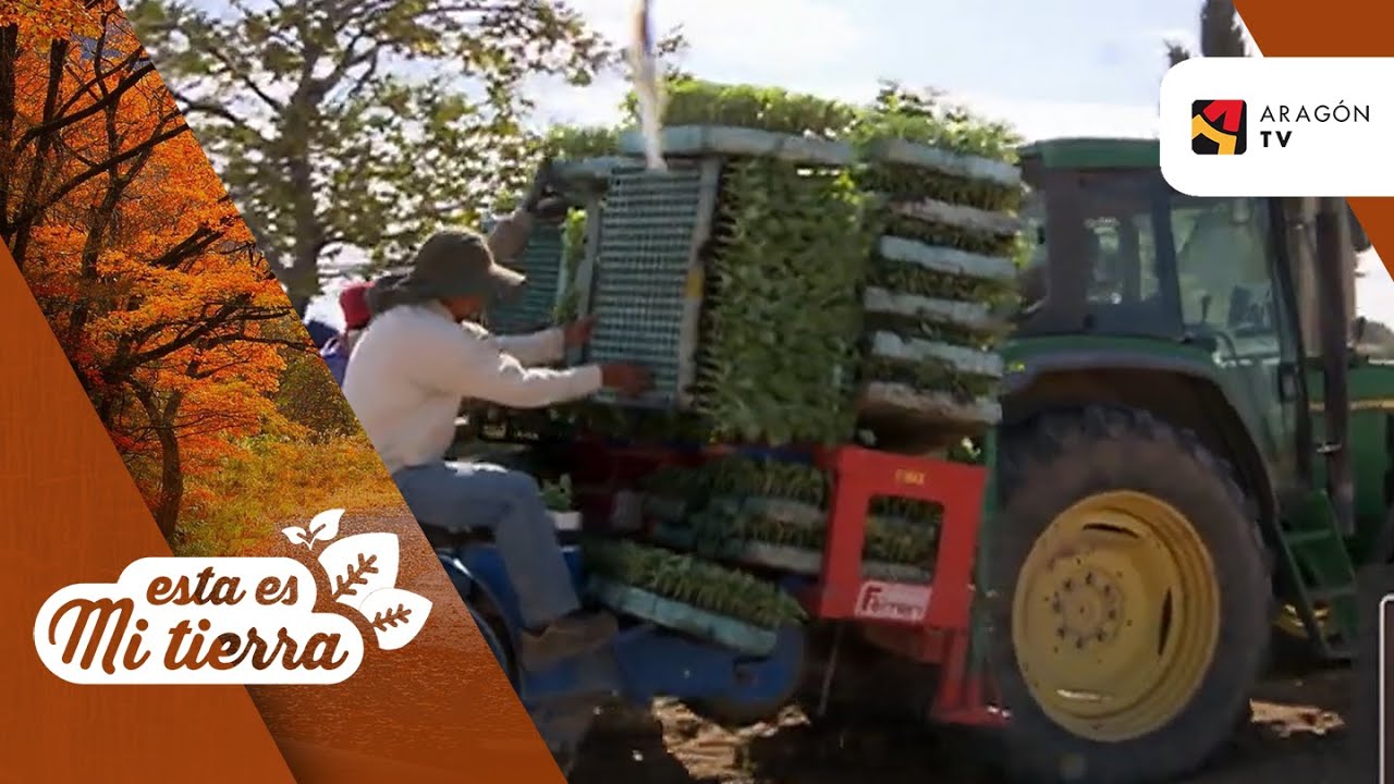 Tiempo de recogida de brócoli
