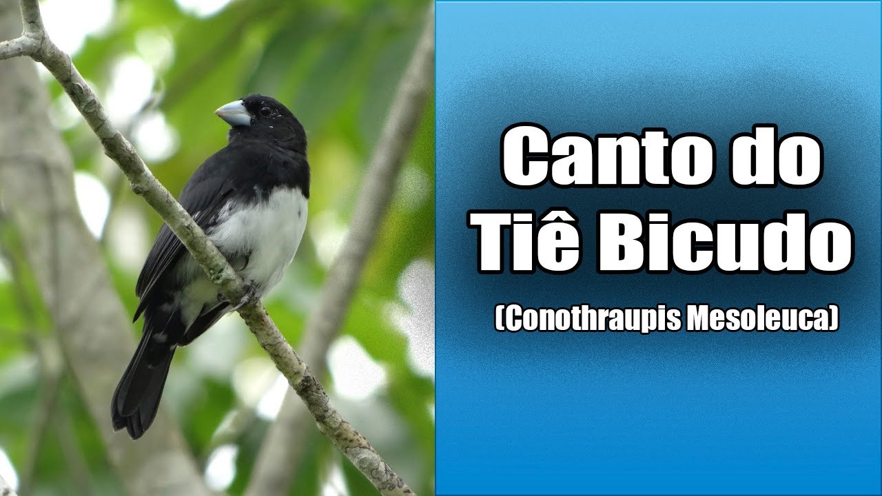 159 - O Canto do TI&Ecirc; BICUDO (Conothraupis Mesoleuca) Bird Song - Cone Billed Tanager