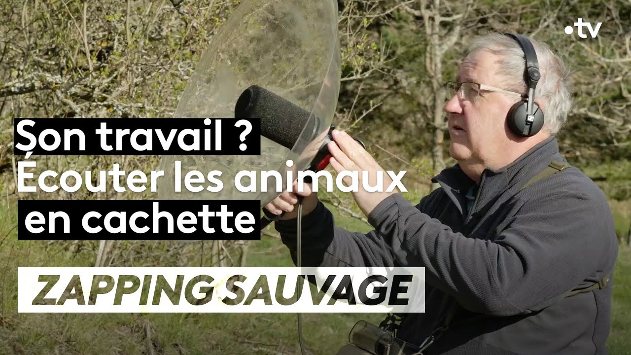 Son travail ? Écouter les animaux en cachette - ZAPPING SAUVAGE