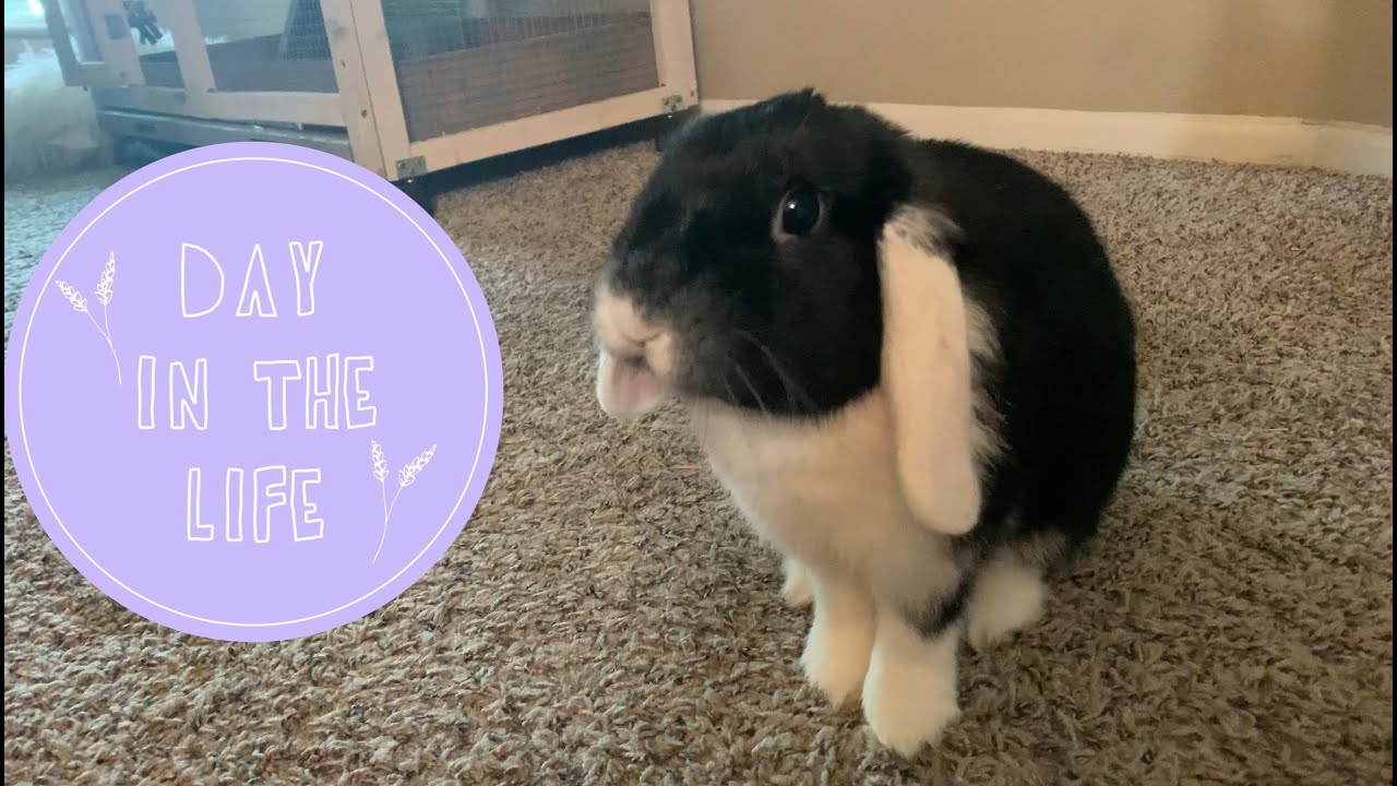 Day in the Life of Mini Lop Willow