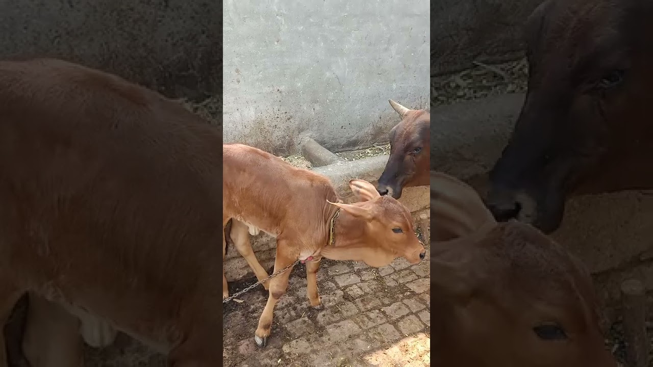 #Toofan#ABS# Kamyab Kisan Veer#best results of Toofan 🐂🐂🐂#