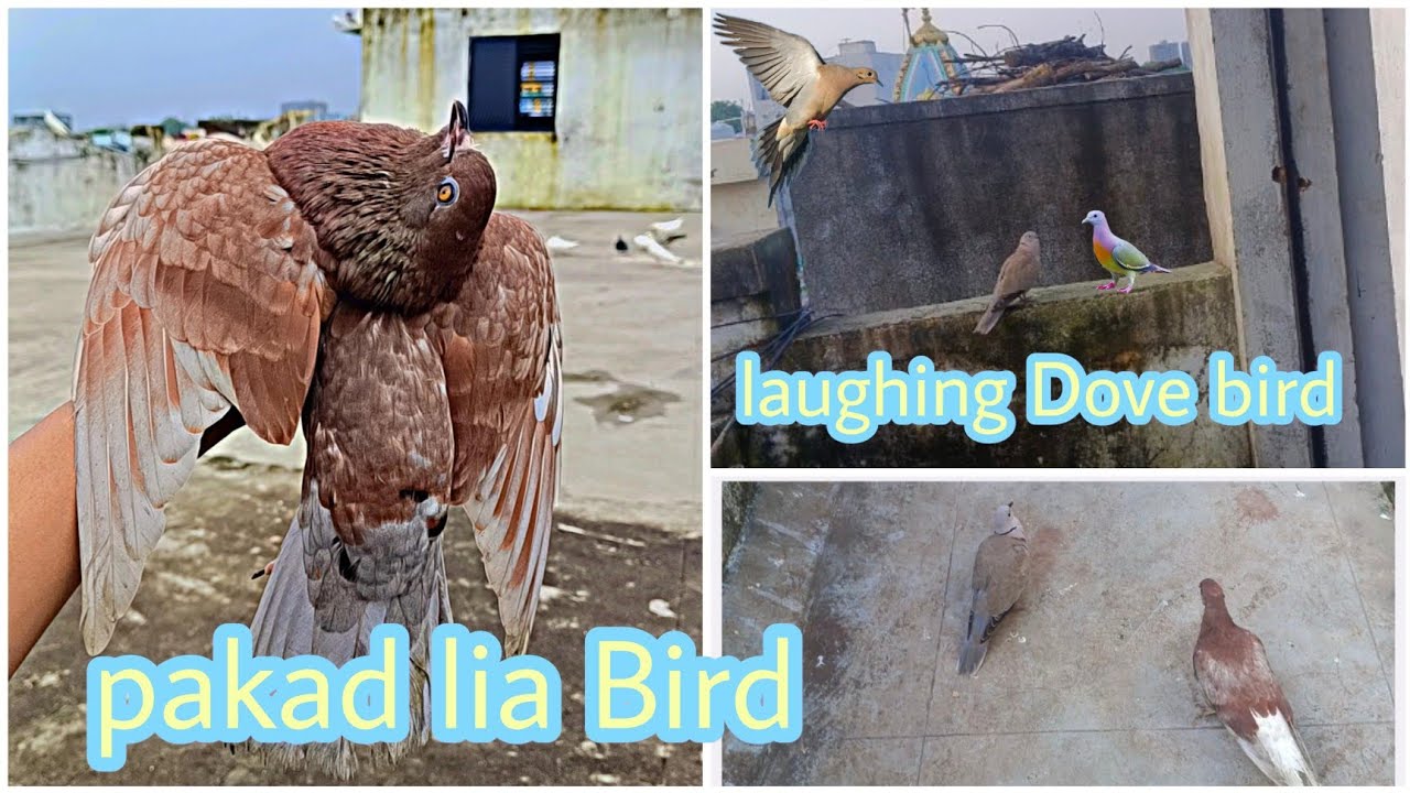 🐦‍⬛laughing dau pakad Li || hamari chhat per laughing dava gai 🕊️🐦‍⬛