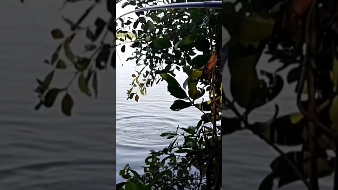 joran sampai melengkung tenyata ikan kiper lima jari #shorts #mancing_ikan_kiper #matakail