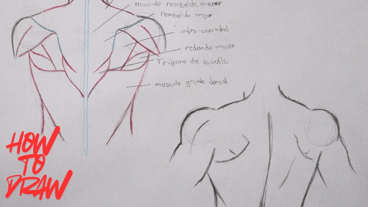 COMO DESENHAR COSTA anatomia completa