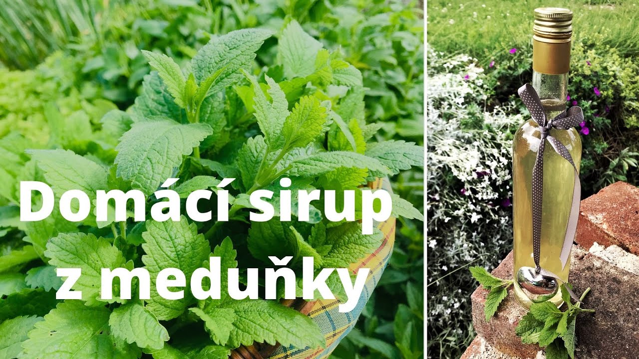 Meduňkový sirup recept