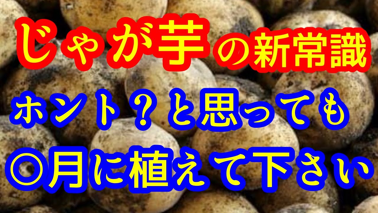 【ジャガイモ】失敗したくないなら、○月に植え付けをして下さい、以上！