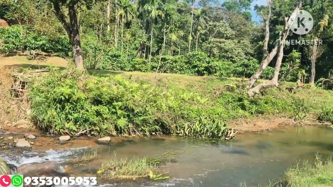 (#074) 18 acre good condition robusta coffee estate stream attached property 🌱